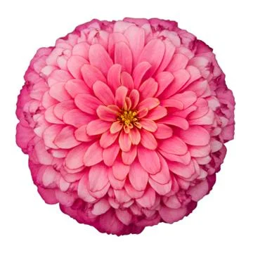 Dahlia Stock-Fotos