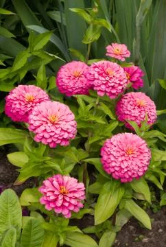 Dahlia Stock-Fotos