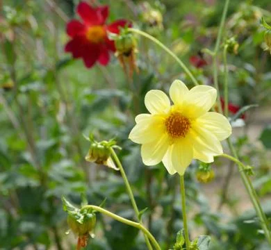 Dahlia Stock-Fotos