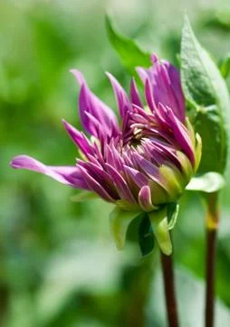 Dahlia Stock Photos