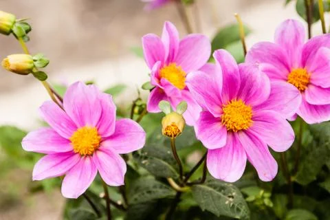 Dahlia Stock Photos