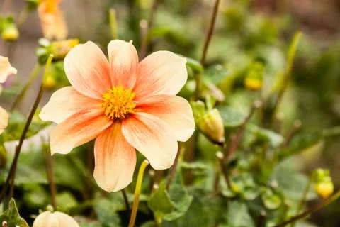 Dahlia Stock Photos