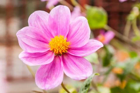 Dahlia Stock Photos