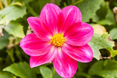 Dahlia Stock Photos