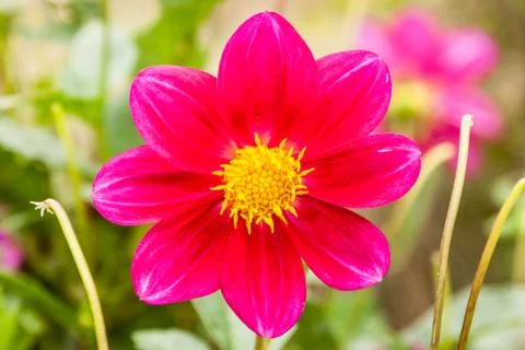 Dahlia Stock Photos
