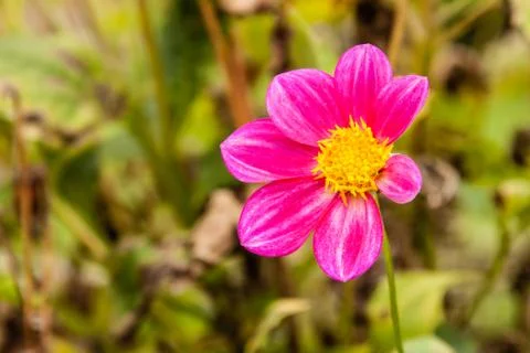 Dahlia Stock Photos