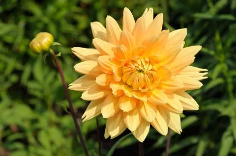 Dahlia Stock Photos