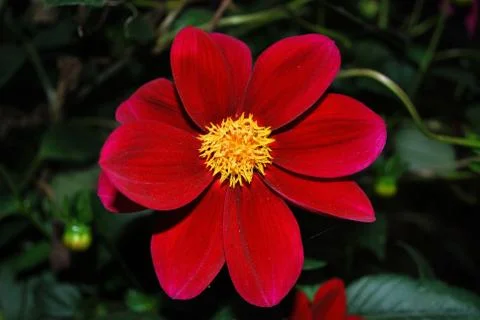 Dahlia Stock Photos