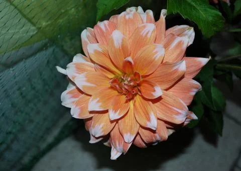 Dahlia Stock Photos