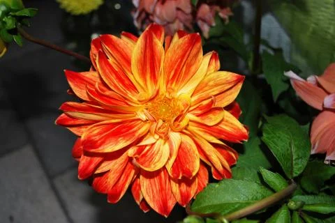 Dahlia Stock Photos