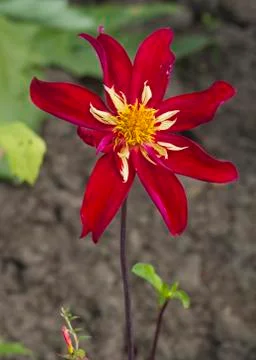 Dahlia Stock Photos
