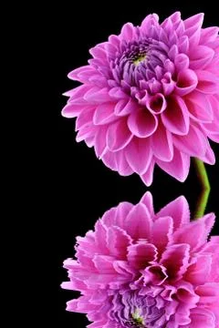 Dahlia Stock Photos