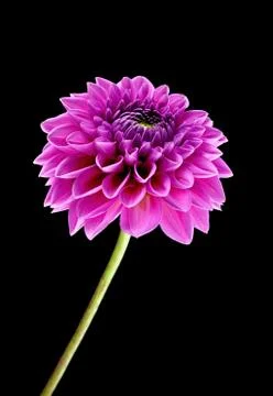 Dahlia Stock Photos