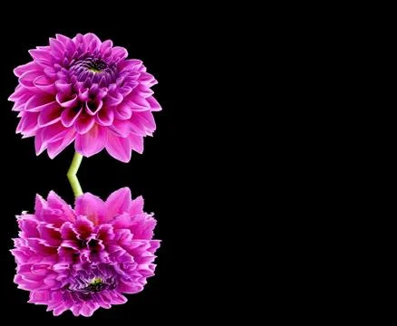 Dahlia Stock Photos