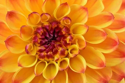 Dahlia Stock Photos