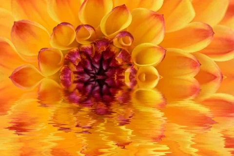 Dahlia Stock Photos