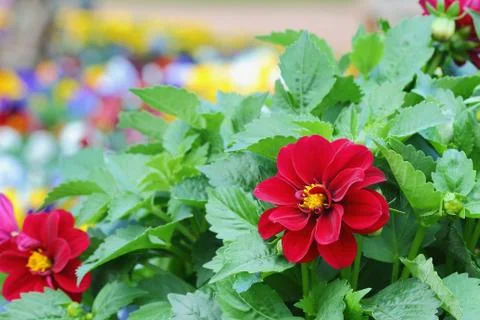 Dahlia Stock Photos