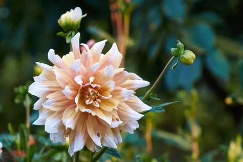 Dahlia Stock Photos