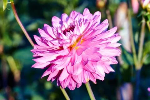 Dahlia Stock Photos