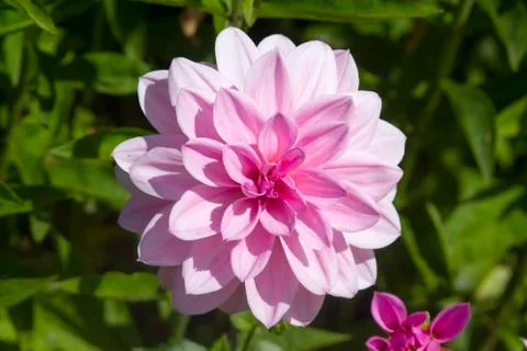 Dahlia Stock Photos