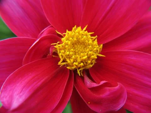 Dahlia Foto stock