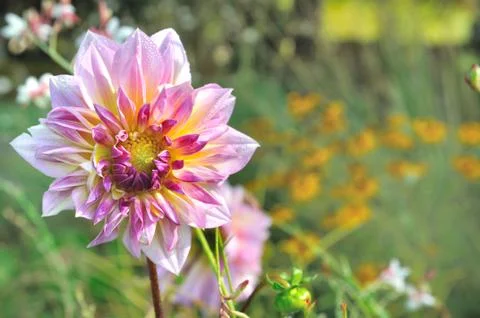 Dahlia Stock Photos