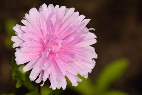 Dahlia Stock Photos