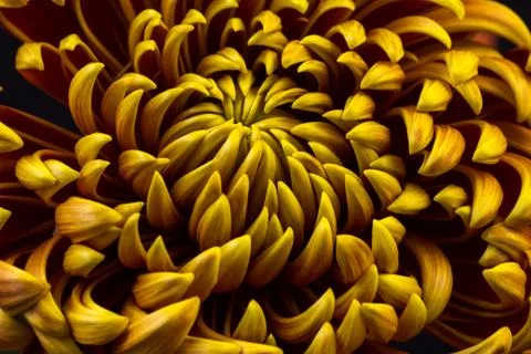 Dahlia Stock Photos