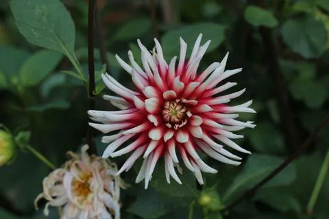 Dahlia Stock Photos