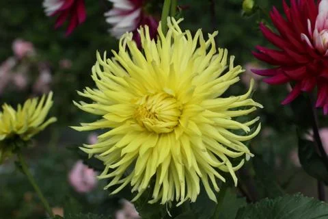 Dahlia Stock Photos