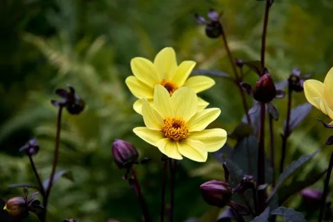 Dahlia Stock Photos