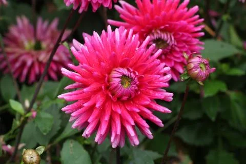 Dahlia Stock Photos