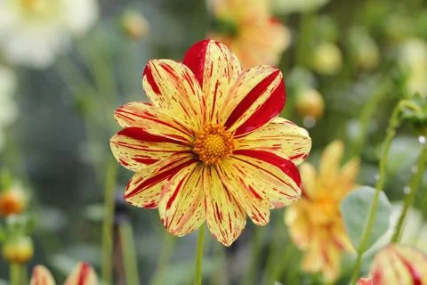 Dahlia Stock Photos