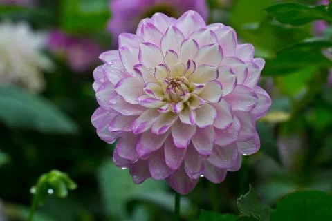 Dahlia Stock Photos