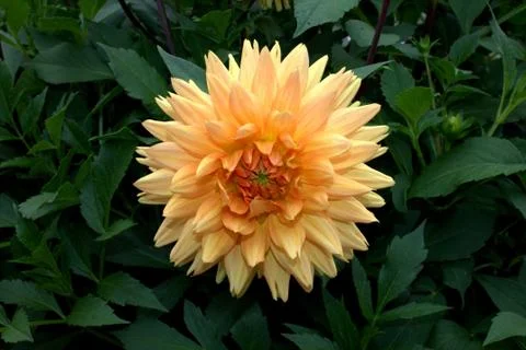 Dahlia. Stock Photos