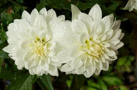 Dahlia Stock Photos