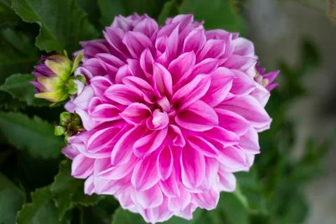 Dahlia Foto stock