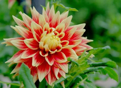 Dahlia 库存照片