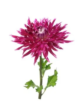 Dahlia Stock Photos