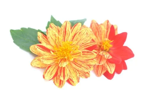 Dahlia Stock Photos