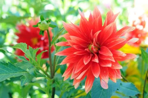 Dahlia Stock Photos