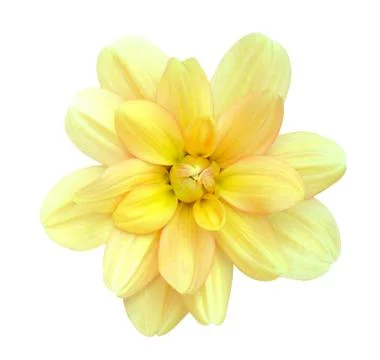 Dahlia Stock Photos