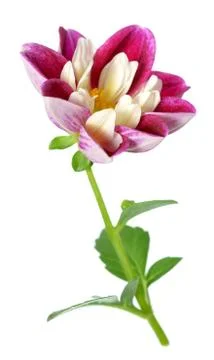 Dahlia Stock Photos