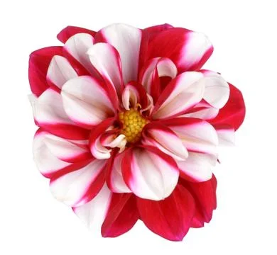 Dahlia Stock Photos