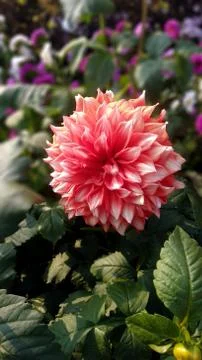 DAHLIA Stock Photos
