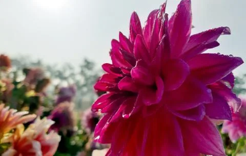 DAHLIA Stock Photos