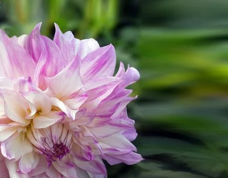 DAHLIA Stock Photos