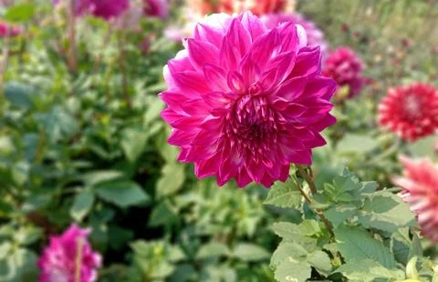 DAHLIA Stock Photos