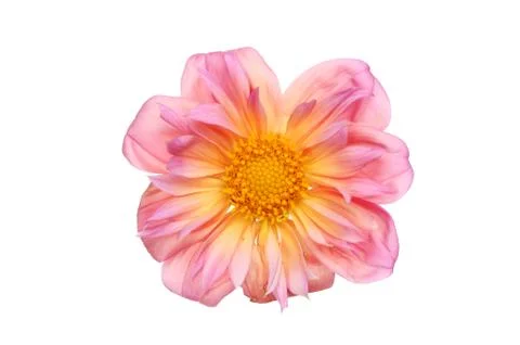 Dahlia Stock Photos