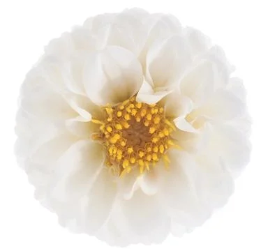 Dahlia Stock Photos